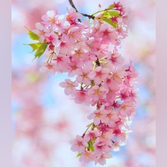 $5 clear the rack - Picture 6 of 14